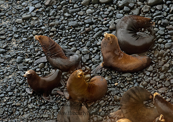 Zalophus californianus  CALIFORNIA SEA LION 8019727z