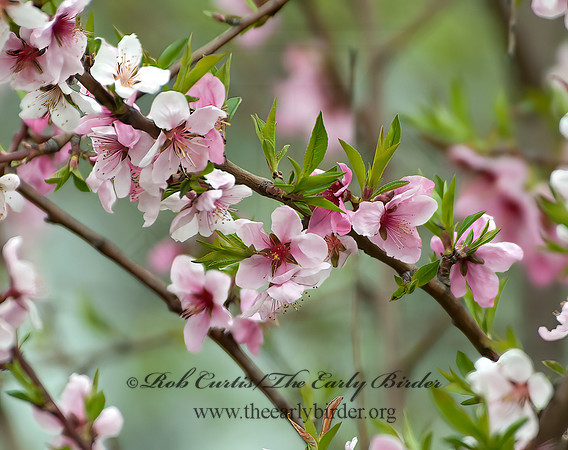Michellia doltsopa - FRAGRANT MAGNOLIA  4000111z