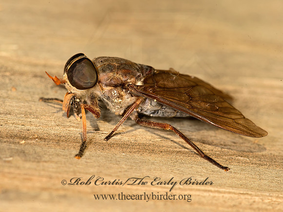 Tabanius calens  HORSE FLY 9052401z