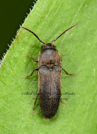 Hylis frontosus  FALSE CLICK BEETLE  3015461 (1)