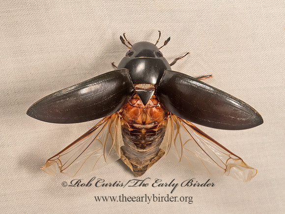 Hydrophilus ovatus  GIANT WATER SCAVENGER BEETLE 9050487z