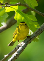 Cardellina pusilla WILSON'S WARBLER 9046349z