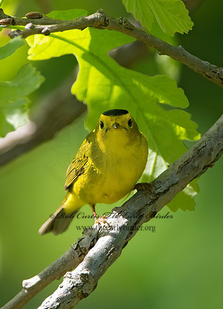 Cardellina pusilla  WILSON'S WARBLER 9046349z