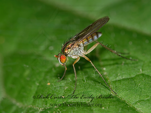 Dolichopus cuprinus group  LONGLEGGED FLY 9003166z