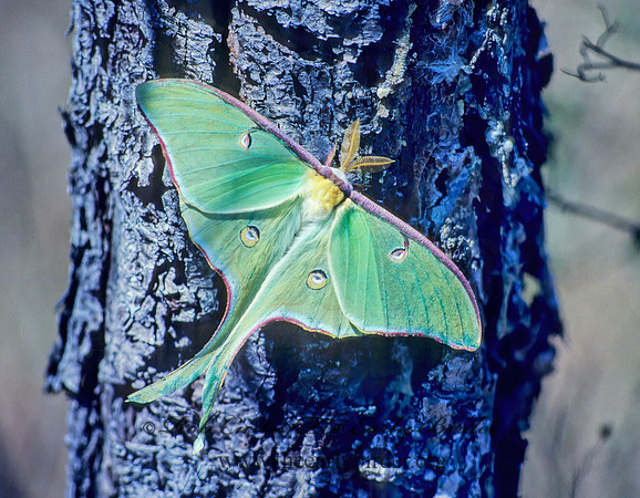 Actias luna  LUNA MOTH 14933 z