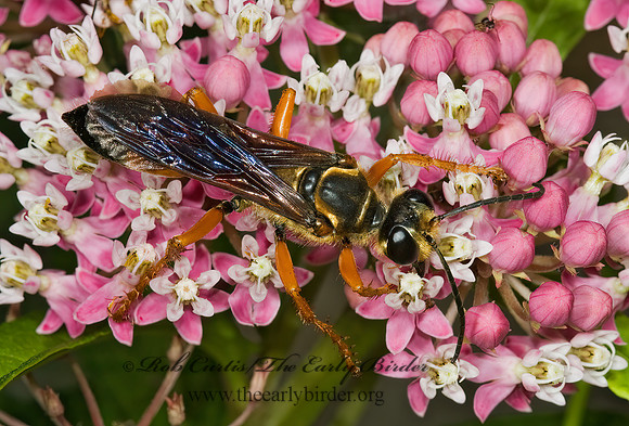 Sphex ichneumoneus 5013437z