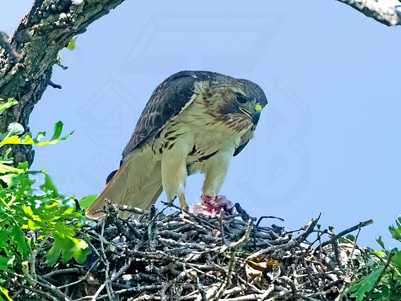 Buteo jamaicensis  RED-TAILED HAWK 3042345z