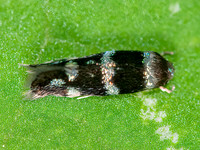Elachista madarella GRASS MINER MOTH~3015810z