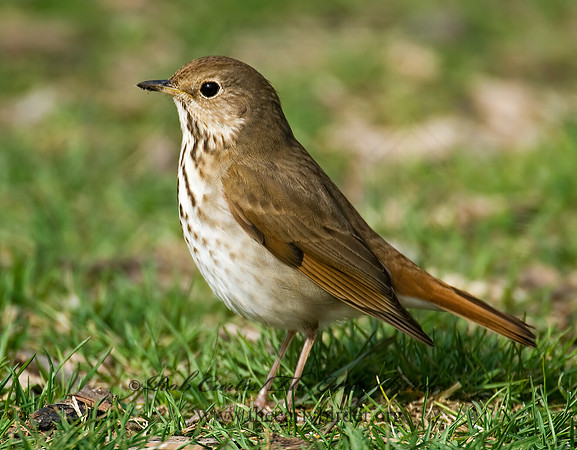 Catharus guttatus  HERMIT THRUSH 7014324z