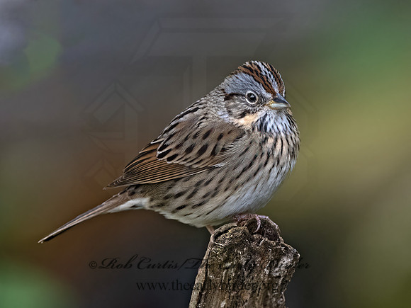 Melospiza lincolnii  LINCOLN'S SPARROW 3030601z