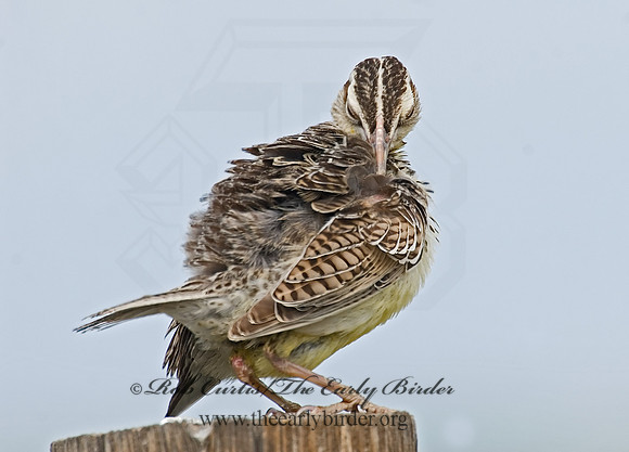 Sturnella neglecta  WESTERN MEADOWLARK 7011109z