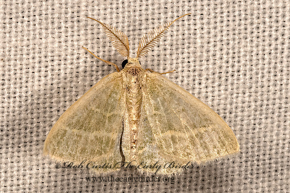 Chlorochlamys  EMERALD MOTH 3034920z