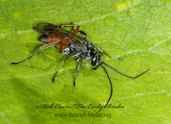 Caliadurgus alienatus 6015789z