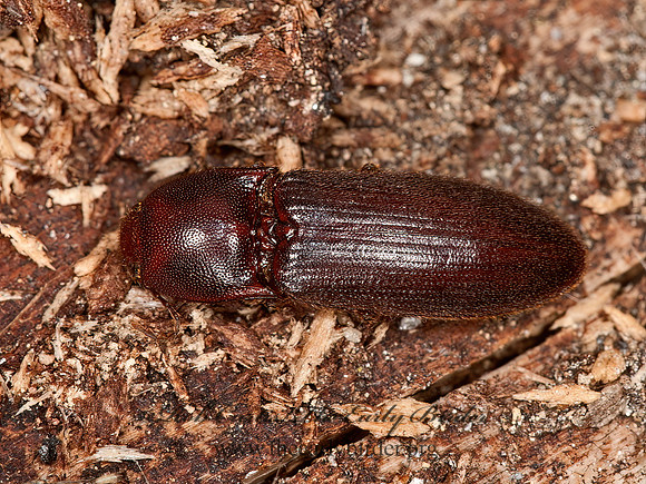 Ampedus rhodopus  ELATERINAE CLICK BEETLE  8036763z