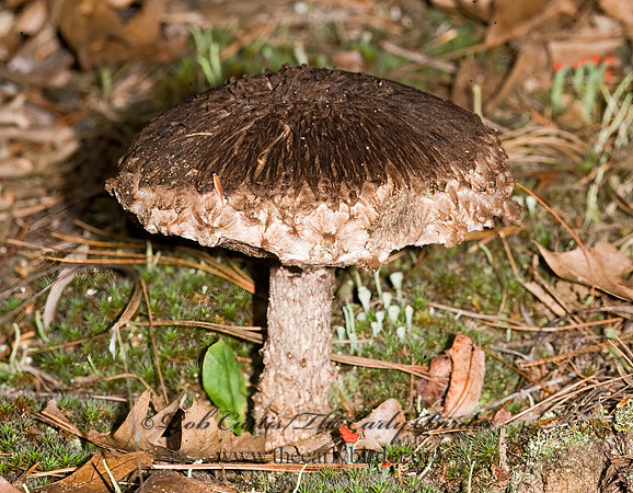 Strobilomyces  BOLETE FUNGUS 8017487z
