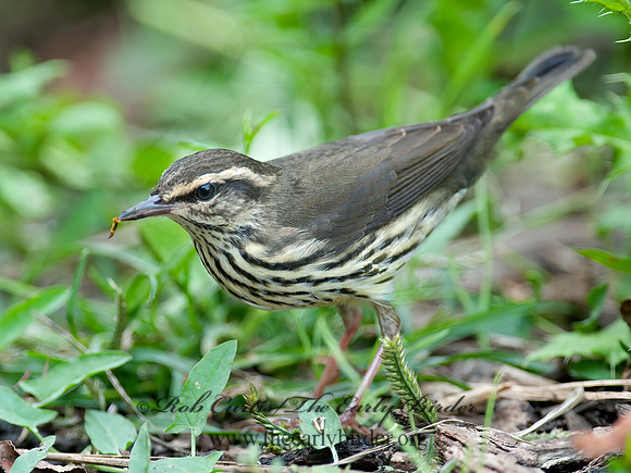 Parkesia noveboracensis  NORTHERN WATERTHRUSH 8029069z