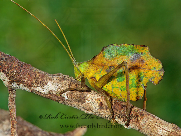 Mimetica viridifolia DEAD-LEAF KATYDID 199717z