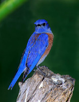 Sialia mexicana WESTERN BLUEBIRD 74611z