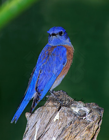 Sialia mexicana  WESTERN BLUEBIRD 74611z