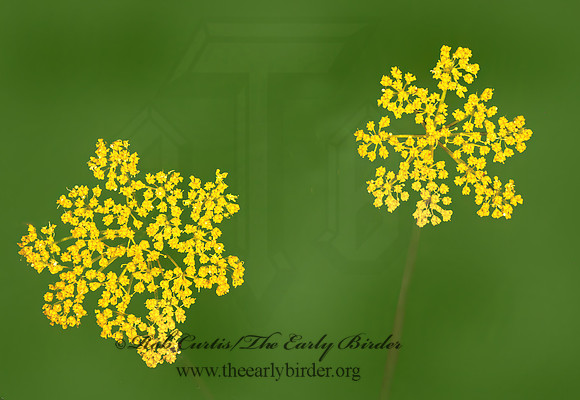 Lomatium macrocarpum~  WYETH BISCUITROOT 113537z