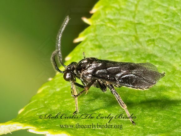 Argidae  ARGID SAWFLY 3022521z