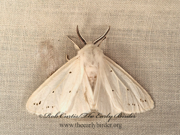 Hyphantria cunea  FALL WEBWORM MOTH~ 9047938z