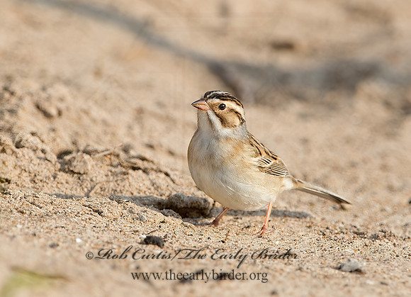 Spizella pallida  CLAY-COLORED SPARROW 9037362z