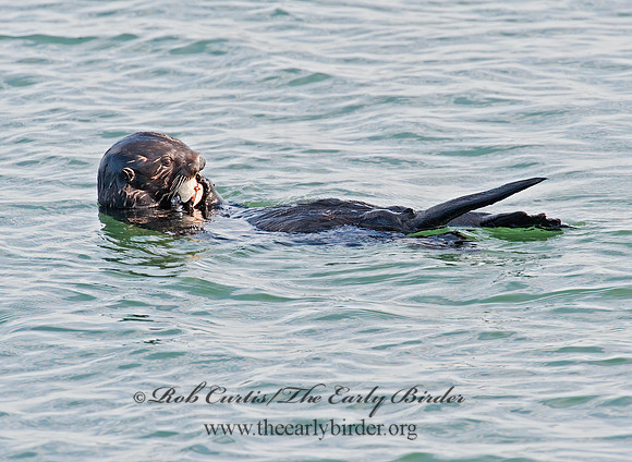 Enhydra lutris nereis  SOUTHERN SEA OTTER 8020334 z