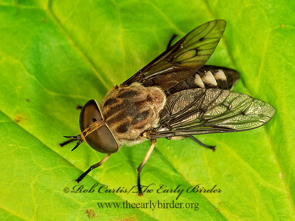 Tabanus trimaculatus  HORSE FLY 174915z