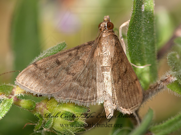 Herpetogramma phaeopteralis  DUSKY HERPETOGRAMMA 3014728z