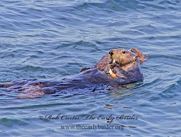 Enhydra lutris kenyoni  NORTHERN SEA OTTER 225430 z