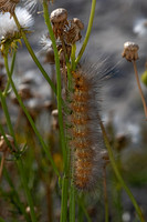 Estigmene acrea  SALT MARSH MOTH 3039581-z