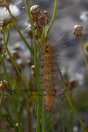 Estigmene acrea  SALT MARSH MOTH 3039581-z