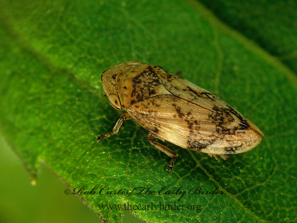 Philaenus spumarius  MEADOW SPITTLEBUG 291104z