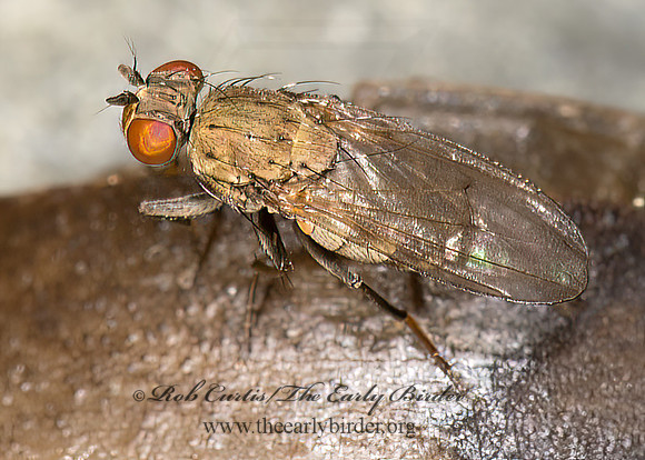 Notiphila  SHORE FLY 9032894z