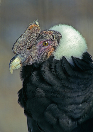 Vultur gryphus  ANDEAN CONDOR 160930z