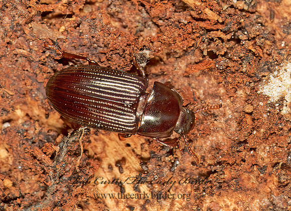 Uloma imberbis 200110z