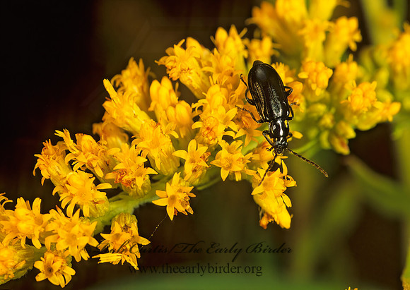 Diabrotica cristata LUPERINI LEAF BEETLE 157415z