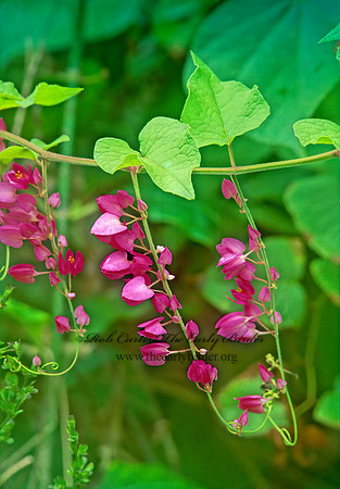 Antigonon leptopus  CORAL VINE 247937z