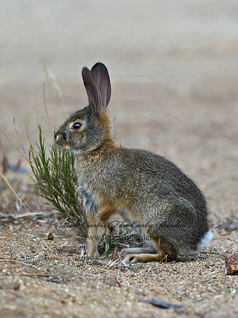Sylvilagus audubonii  DESERT COTTONTAIL 9056906z