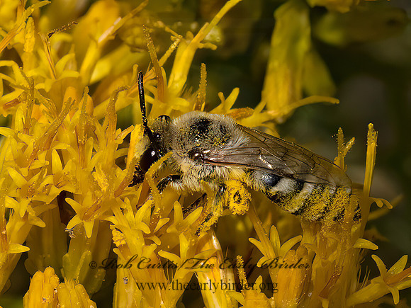 Colletes  CELLOPHANE BEE 3024085z