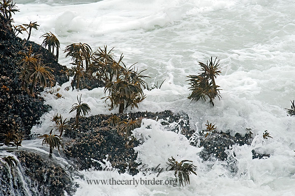 Yaquina Head  SEA PALM 8019530z