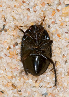 Pangaeus bilineatus BURROWER BUG Cydnidae 7015250