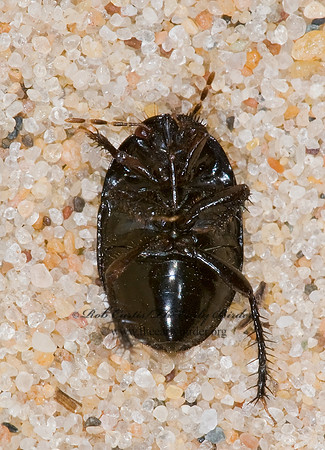 Pangaeus bilineatus BURROWER BUG Cydnidae 7015250