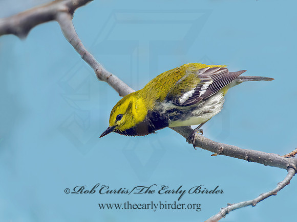 Setophaga virens  BLACK-THROATED GREEN WARBLER 6004816z