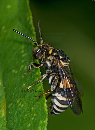 Triepeolus lunatus  CUCKOO BEE 6009096z