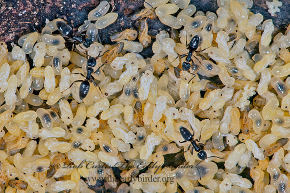 Tapinoma sessile  ODOROUS HOUSE ANT 9066502z