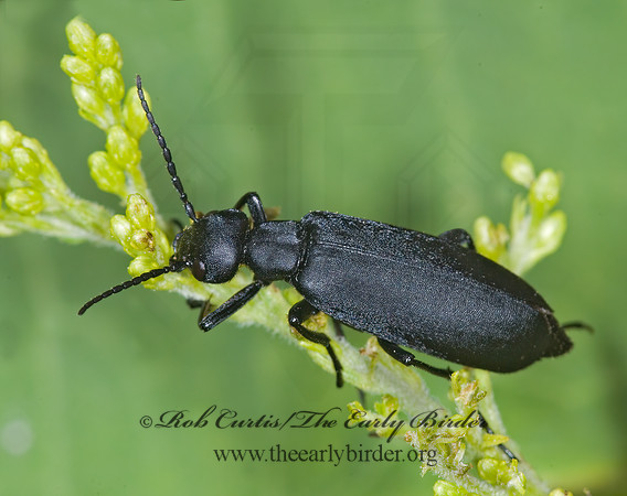 Epicauta pennsylvanica 6012231z
