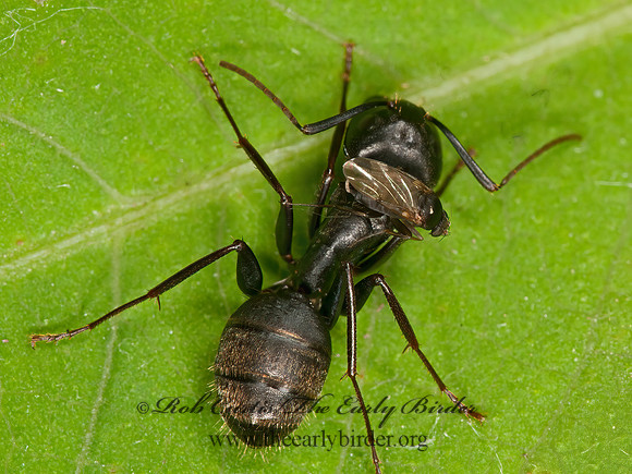 Rhyncophoromyia conica  SCUTTLE FLY 3015599z