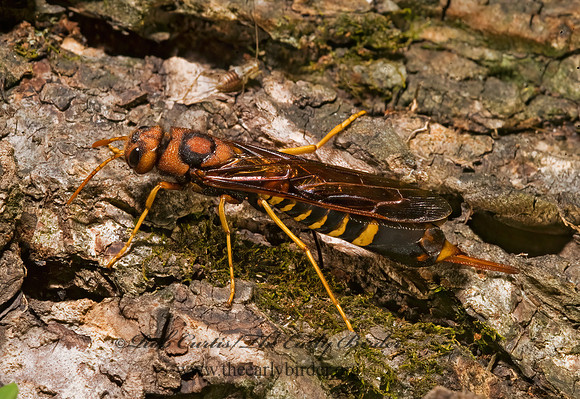 Tremex columba 8007366z